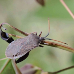 Amorbus (genus) (Eucalyptus Tip bug) at Lake Burley Griffin West - 22 Jan 2022 by ConBoekel