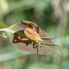 Amorbus (genus) (Eucalyptus Tip bug) at Yarralumla, ACT - 22 Jan 2022 by ConBoekel