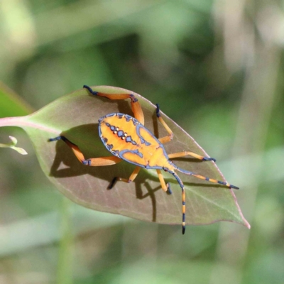 Amorbus (genus) (Eucalyptus Tip bug) at Lake Burley Griffin West - 22 Jan 2022 by ConBoekel