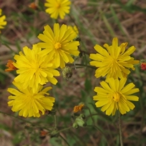 Crepis capillaris at Hawker, ACT - 28 Jan 2022