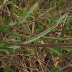 Crepis capillaris at Hawker, ACT - 28 Jan 2022