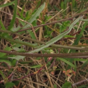 Crepis capillaris at Hawker, ACT - 28 Jan 2022