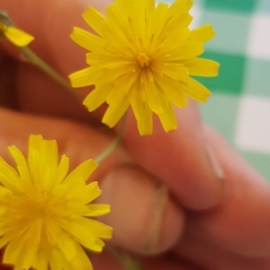 Crepis capillaris at Corrowong, NSW - 22 Jan 2022 10:16 AM