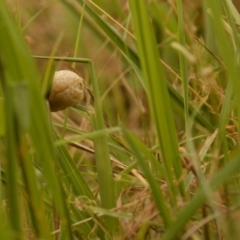 Mantodea (order) at Jerrabomberra, NSW - suppressed