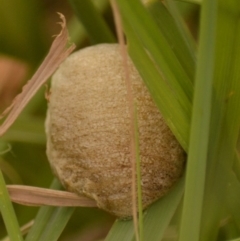 Mantodea (order) at Jerrabomberra, NSW - suppressed