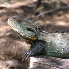 Intellagama lesueurii howittii (Gippsland Water Dragon) at Cotter Reserve - 3 Feb 2022 by MatthewFrawley