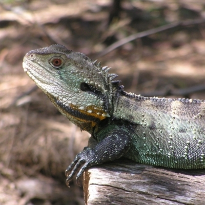 Intellagama lesueurii howittii (Gippsland Water Dragon) at Paddys River, ACT - 3 Feb 2022 by MatthewFrawley