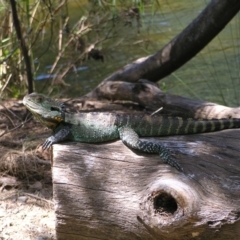 Intellagama lesueurii howittii at Paddys River, ACT - 3 Feb 2022