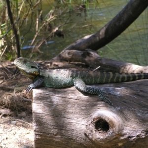 Intellagama lesueurii howittii at Paddys River, ACT - 3 Feb 2022