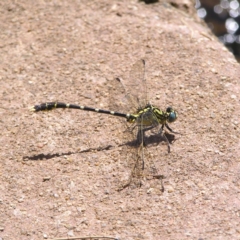 Hemigomphus heteroclytus (Stout Vicetail) at Cotter Reserve - 3 Feb 2022 by MatthewFrawley