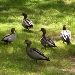 Chenonetta jubata (Australian Wood Duck) at Cotter Reserve - 3 Feb 2022 by MatthewFrawley