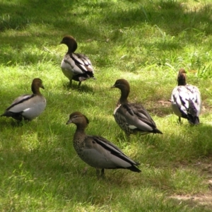 Chenonetta jubata at Paddys River, ACT - 3 Feb 2022 12:28 PM