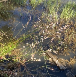 Oenothera lindheimeri at Jerrabomberra, NSW - 4 Feb 2022 08:58 AM