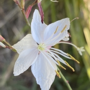 Oenothera lindheimeri at Jerrabomberra, NSW - 4 Feb 2022 08:58 AM