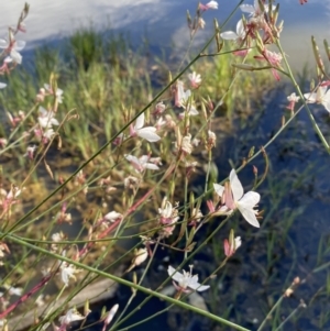 Oenothera lindheimeri at Jerrabomberra, NSW - 4 Feb 2022 08:58 AM