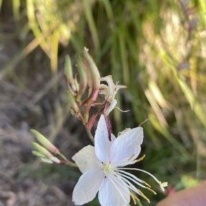 Oenothera lindheimeri at Jerrabomberra, NSW - 4 Feb 2022