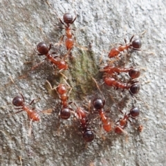 Papyrius sp. (genus) (A Coconut Ant) at Aranda Bushland - 31 Jan 2022 by CathB