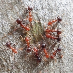 Papyrius sp. (genus) (A Coconut Ant) at Molonglo Valley, ACT - 1 Feb 2022 by CathB