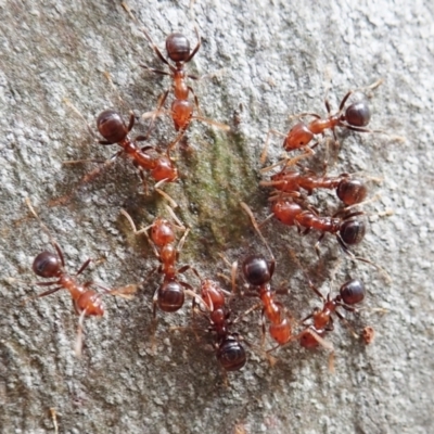 Papyrius sp. (genus) (A Coconut Ant) at Molonglo Valley, ACT - 1 Feb 2022 by CathB