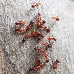 Papyrius sp. (genus) at Molonglo Valley, ACT - suppressed