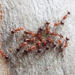 Papyrius sp. (genus) at Molonglo Valley, ACT - suppressed