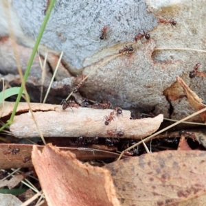 Papyrius sp. (genus) at Molonglo Valley, ACT - suppressed