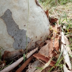 Papyrius sp. (genus) at Molonglo Valley, ACT - suppressed