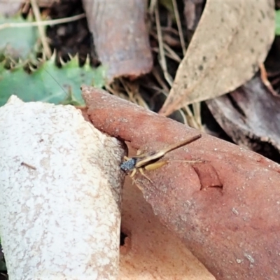 Trigonidium vittaticollis (A sword-tail cricket) at Aranda Bushland - 31 Jan 2022 by CathB