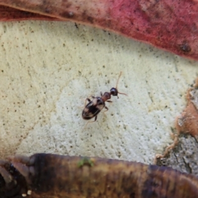 Anthicinae (subfamily) (Ant-like flower beetles, ant-like beetles) at Aranda Bushland - 31 Jan 2022 by CathB