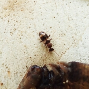 Anthicinae (subfamily) at Molonglo Valley, ACT - 1 Feb 2022 10:10 AM