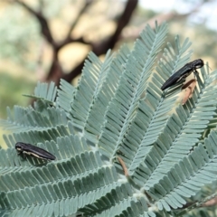 Agrilus hypoleucus (Hypoleucus jewel beetle) at Aranda Bushland - 26 Jan 2022 by CathB