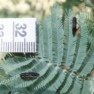 Agrilus hypoleucus at Molonglo Valley, ACT - 27 Jan 2022