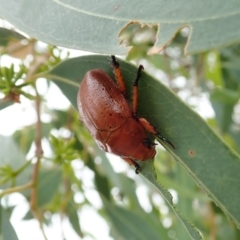 Anoplognathus sp. (genus) (Unidentified Christmas beetle) at Cook, ACT - 1 Feb 2022 by CathB