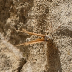 Unidentified Butterfly (Lepidoptera, Rhopalocera) at Conder, ACT - 3 Feb 2022 by Gardener