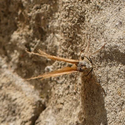 Unidentified Butterfly (Lepidoptera, Rhopalocera) at Conder, ACT - 3 Feb 2022 by Gardener