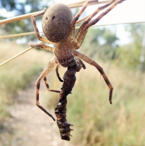 Neosparassus calligaster at Cook, ACT - 27 Jan 2022