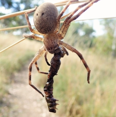 Neosparassus calligaster (Beautiful Badge Huntsman) at Aranda Bushland - 26 Jan 2022 by CathB