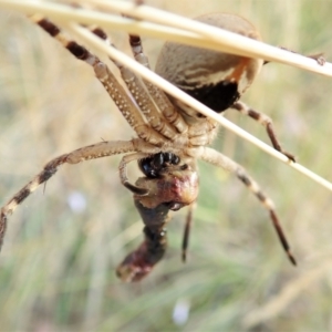 Neosparassus calligaster at Cook, ACT - 27 Jan 2022