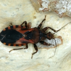 Noualhierana sp. (genus) at Bango, NSW - 3 Feb 2022