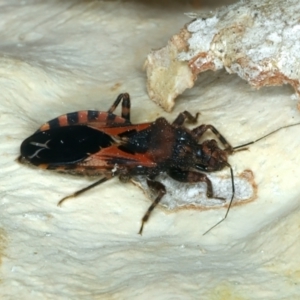 Noualhierana sp. (genus) at Bango, NSW - 3 Feb 2022