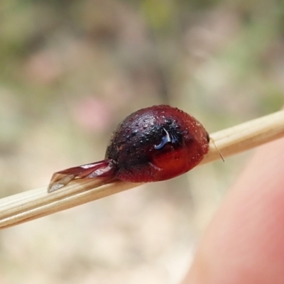 Dicranosterna immaculata (Acacia leaf beetle) at Aranda Bushland - 31 Jan 2022 by CathB