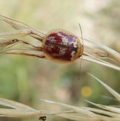 Paropsisterna sp. ("Ch11" of DeLittle 1979) (A leaf beetle) at Aranda Bushland - 31 Jan 2022 by CathB