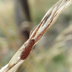 Synalus angustus at Cook, ACT - 1 Feb 2022