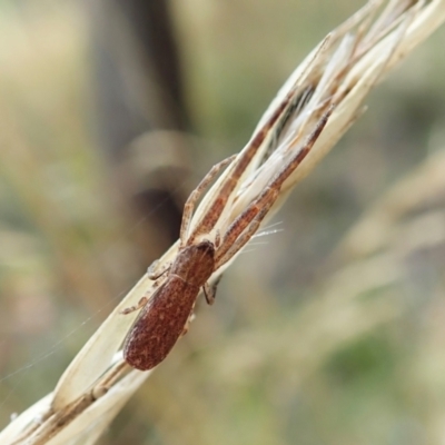 Synalus angustus (Narrow crab spider) at Cook, ACT - 31 Jan 2022 by CathB