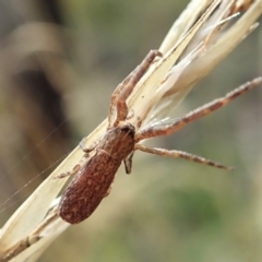 Synalus angustus at Cook, ACT - 1 Feb 2022 10:54 AM