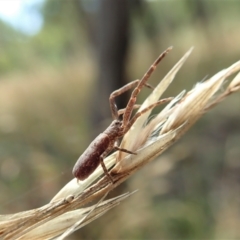 Synalus angustus at Cook, ACT - 1 Feb 2022 10:54 AM