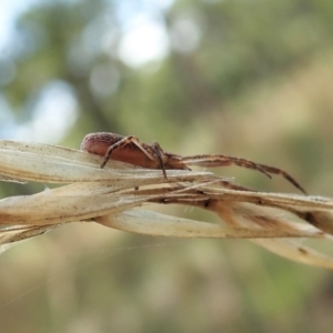 Synalus angustus at Cook, ACT - 1 Feb 2022 10:54 AM