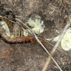 Cormocephalus aurantiipes (Orange-legged Centipede) at Bango, NSW - 3 Feb 2022 by jbromilow50