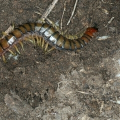 Cormocephalus aurantiipes at Bango, NSW - 3 Feb 2022 11:10 AM