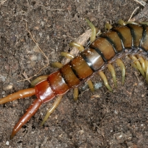 Cormocephalus aurantiipes at Bango, NSW - 3 Feb 2022 11:10 AM